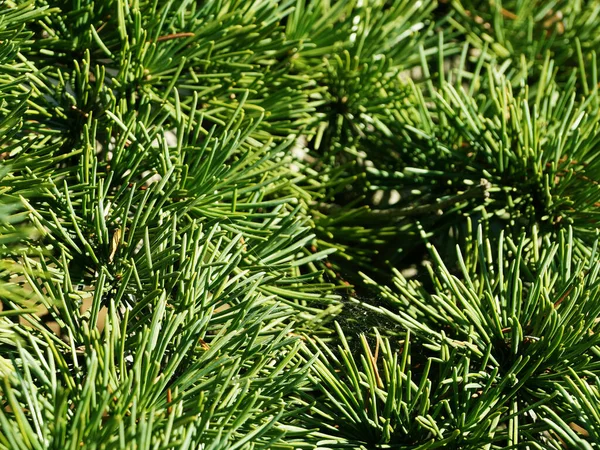 Green Spruce Branches Sunlight Close — Stock Photo, Image