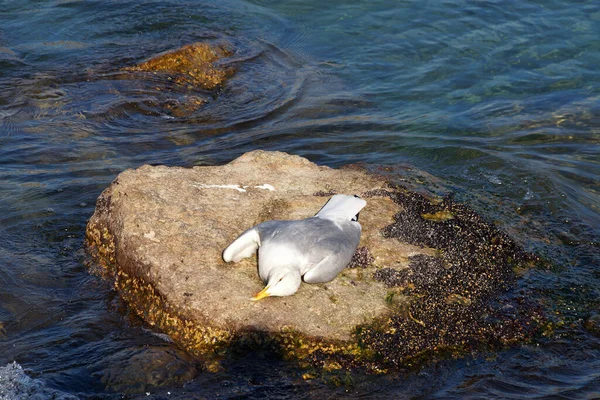 Eine Tote Möwe Liegt Auf Einem Stein Meer — Stockfoto