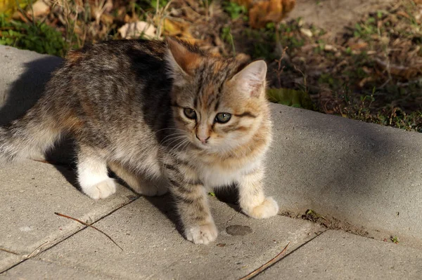 Porträt Einer Grauen Jungen Obdachlosen Katze Aus Nächster Nähe — Stockfoto