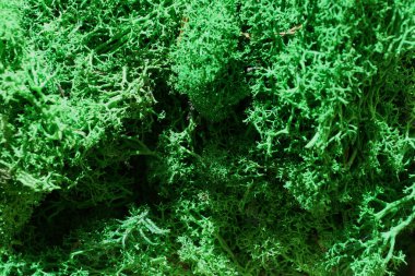 yeşil sabitlenmiş yosun ekolojik iç tasarım için yakın plan