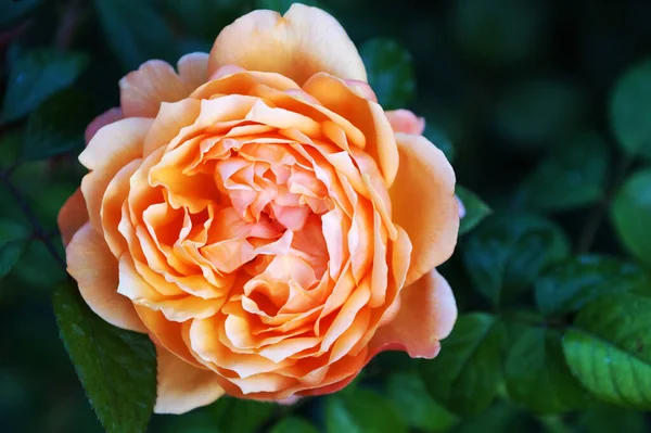 Brzoskwinia Róża Kwiat Zbliżenie Tle Natury Boke — Zdjęcie stockowe