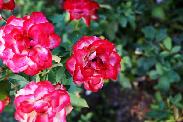 Różowe Róże Kwiaty Bliska Tle Natury Bokeh — Zdjęcie stockowe