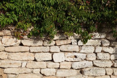 Sarmaşıkla kaplanmış eski taş duvar.