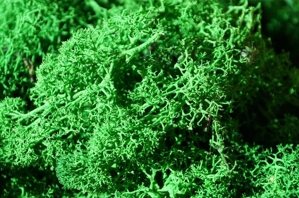 Çevresel iç tasarım için yeşil sabitlenmiş yosun yakın çekim, makro fotoğrafçılık.