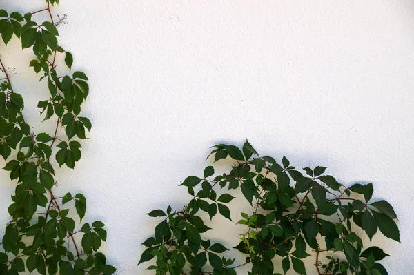 Plantas Trepadoras Verdes Pared Blanca Espacio Copia Para Maqueta —  Fotos de Stock