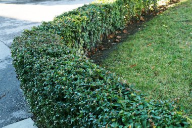 Yaz parkındaki yemyeşil çalıları budadım..