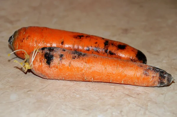 raw sprouted carrots with black mold, rotten carrots close-up