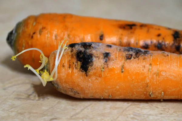 raw sprouted carrots with black mold, rotten carrots close-up