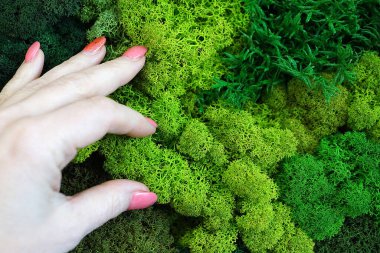 Kadın eli yosunlara dokunuyor. Yakından..
