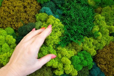 Kadın eli yosunlara dokunuyor. Yakından..