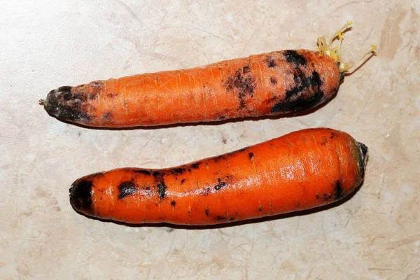 raw sprouted carrots with black mold, rotten carrots close up