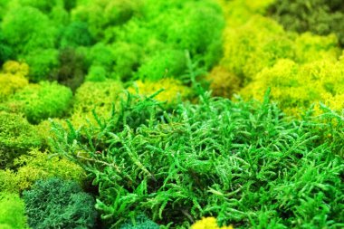 Çevresel iç tasarım için yeşil sabitlenmiş yosun yakın plan