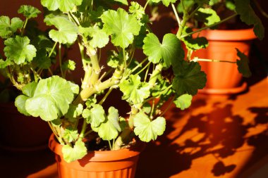Ahşap bir masada parlak gölgesi olan kapalı sardunya..