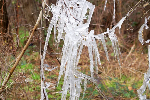 white icy branches with icicles close up.