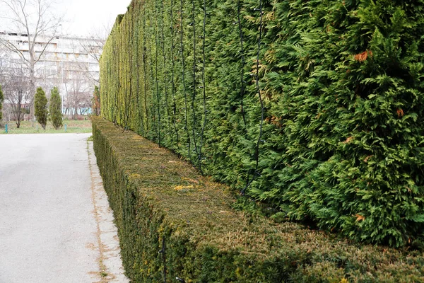 evenly trimmed evergreen hedge in the park.