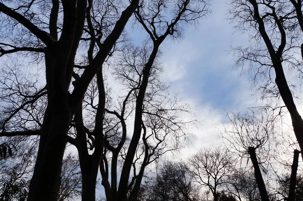 Bulutlu Gökyüzünün Arka Planında Yapraksız Kış Ağaçlarının Karanlık Siluetleri Bulutlu — Stok fotoğraf