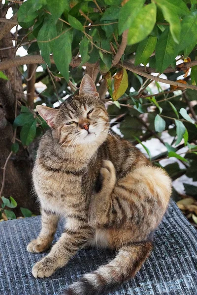 Grau Gestromte Katze Juckt Mit Ihrer Hinterpfote — Stockfoto