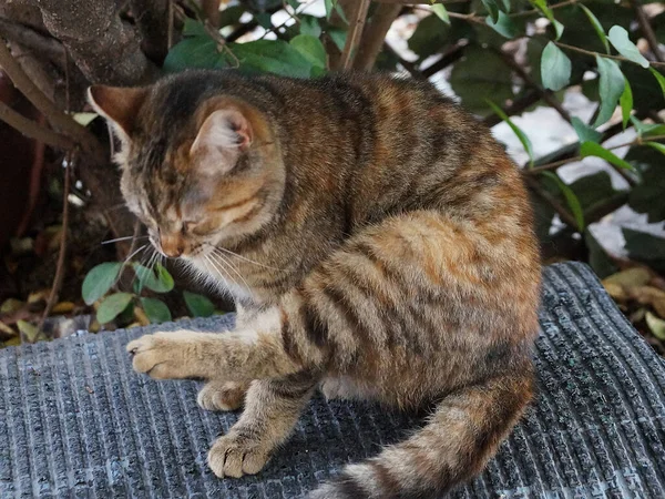 Grau Gestromte Katze Leckt Ihre Hinterpfote — Stockfoto