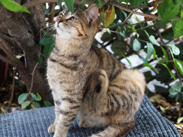 後ろ足を持つグレーのタビー猫のかゆみ — ストック写真