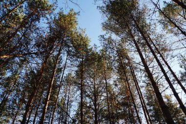 Güneş ormandaki uzun çam ağaçlarının arasından parlıyor..