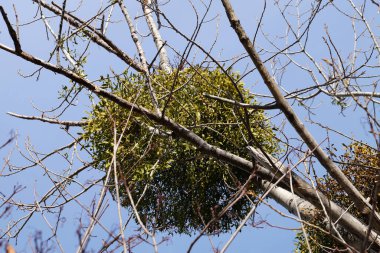 Ökse otu Viscum, ağaçtaki asalak bitki.