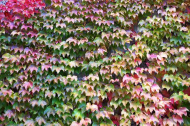 Duvarda yeşil ve kırmızı üzümler, dikey bahçıvanlık.