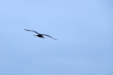 Martı mavi gökyüzüne doğru uçar.