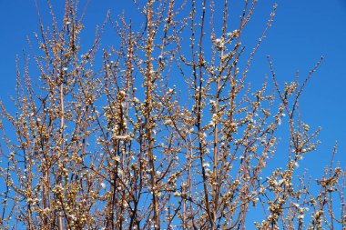 Çiçek açan ağaç dalları berrak bir bahar gökyüzünün arka planında.