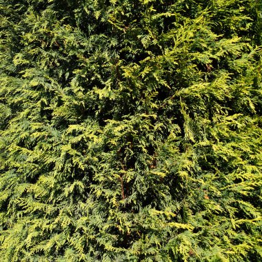 Arkaplan için güneş ışığı dokusunda yeşil thuja.
