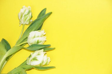 Sarı arkaplanda beyaz dalgalı laleler, boşluğu kopyala