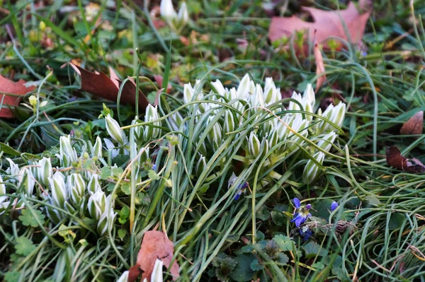 Flores Brancas Prímulas Gotas Neve Grama Verde Primavera — Fotografia de Stock
