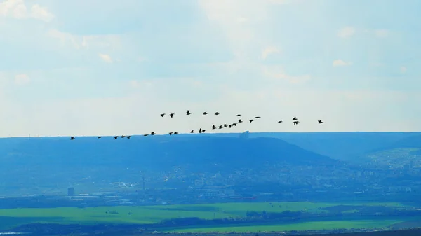 Una Bandada Aves Migratorias Vuela Sobre Los Campos Sobre Fondo — Foto de Stock