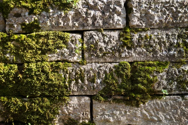 Régi Fehér Fal Benőtt Zöld Moha Textúra Háttér Közelkép — Stock Fotó