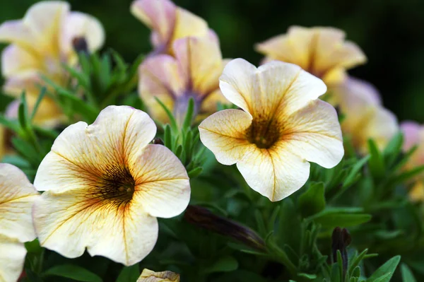 Yellow Blooming Cascading Petunia Close — Stock Photo, Image