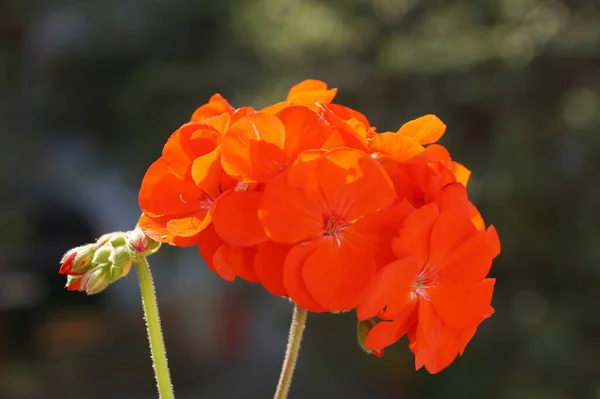 Czerwony Geranium Kwiat Zbliżenie Ciemnym Tle — Zdjęcie stockowe