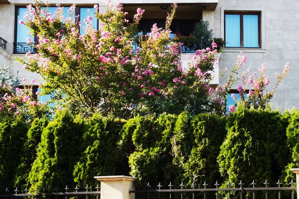 Árboles Con Flores Jardín Edificio Residencial — Foto de Stock