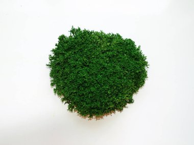 beyaz arkaplanda dekorasyon için yeşil sabitlenmiş yosun mırıltısı.