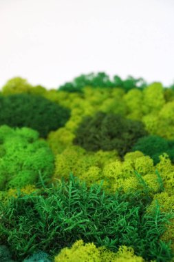 İç dekorasyon için çeşitli gölgelerin yeşil dekoratif sabitlenmiş yosunları yakın plan, kopyalama alanı