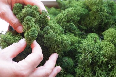 Kadın elleri yeşil dekoratif yosunlara dokunuyor.