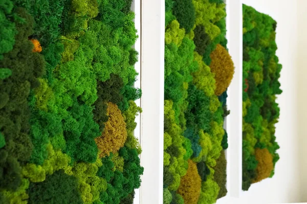 İç tasarımda duvar dekoru olarak dekoratif sabitlenmiş yosun.