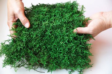 Yeşil dekoratif yosun dengeli kadın ellerinde yakın plan