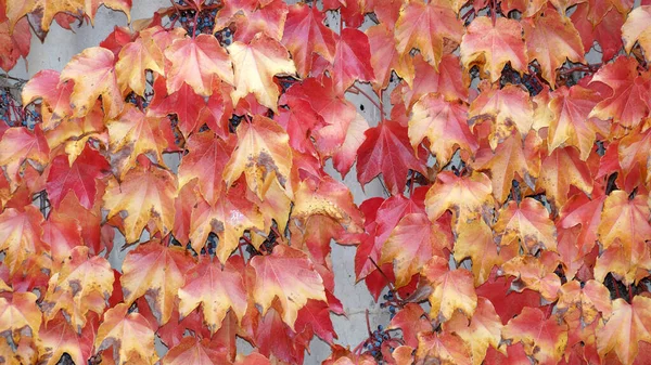 Red Yellow Autumn Leaves Decorative Grapes Concrete Wall Sunlight Natural — Stock Photo, Image