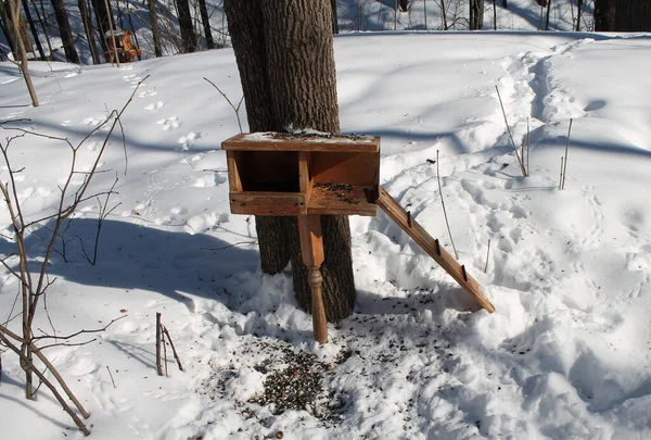 Drewniany Karmnik Dla Ptaków Nasionami Zimowym Lesie Świetle Słonecznym — Zdjęcie stockowe