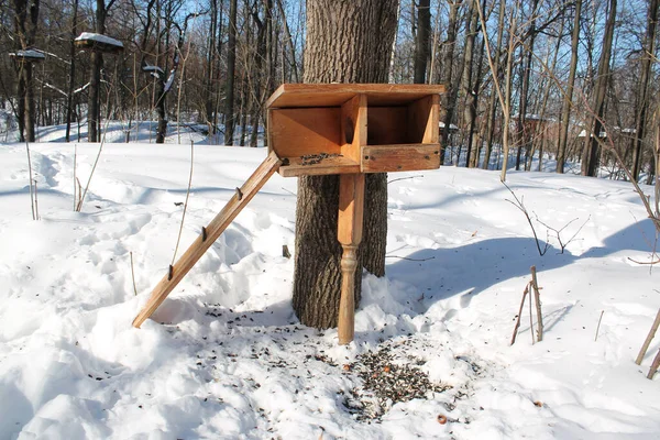 Alimentador Aves Madera Con Semillas Bosque Invierno Luz Del Sol — Foto de Stock