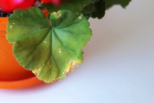 Oda sardunyasının mantar hastalıklı yaprağı yakın plan, boşluğu kopyala