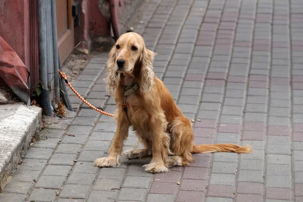 Mağazanın Yanındaki Direğe Bağlanmış Kızıl Saçlı Köpek Sahibini Bekliyor — Stok fotoğraf