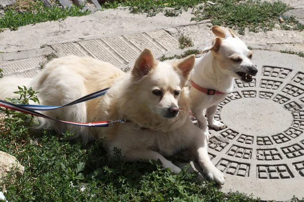 Dois Cães Brancos Amarrados Poste Rua Esperando Proprietário — Fotografia de Stock