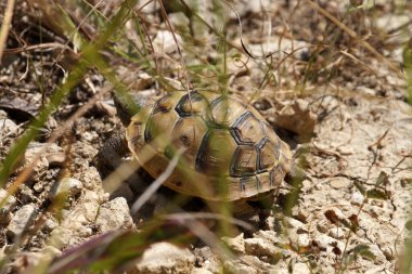 Kara kaplumbağası güneş ışığına yakın bir yerde.