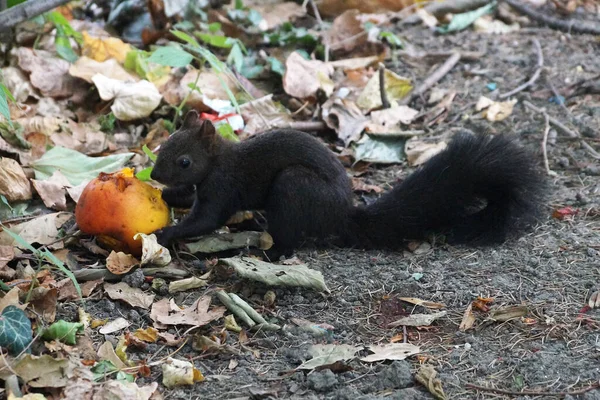 Ardilla Negra Come Melocotón Parque Otoño — Foto de Stock