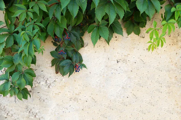 Hojas Verdes Uvas Decorativas Pared Hormigón Blanco Espacio Copia Lugar —  Fotos de Stock